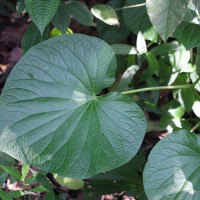 Piper umbellatum L.